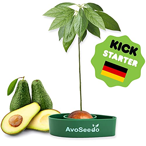 Kit de jardinería para aguacate