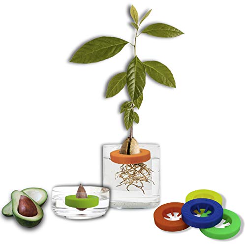 Kit flotante para germinar aguacate