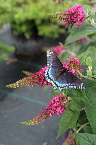 Butterfly Bush 'Ruby Chip'