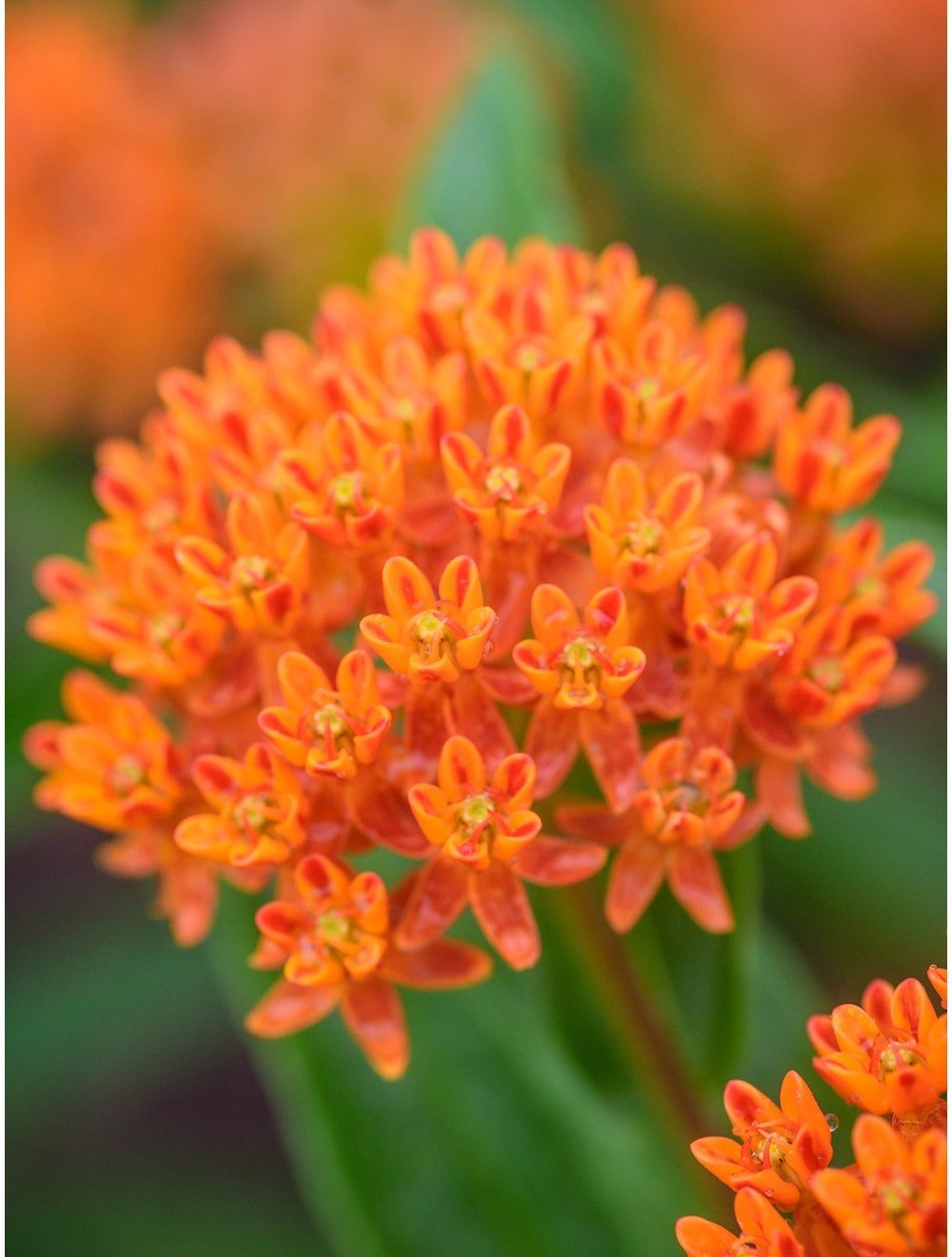 Asclepius, Butterfly Weed