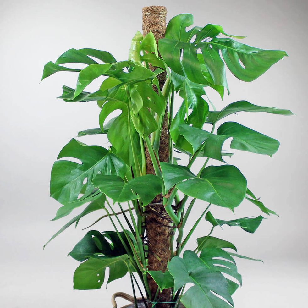 Extra Large Swiss Cheese Plant with Moss Pole
