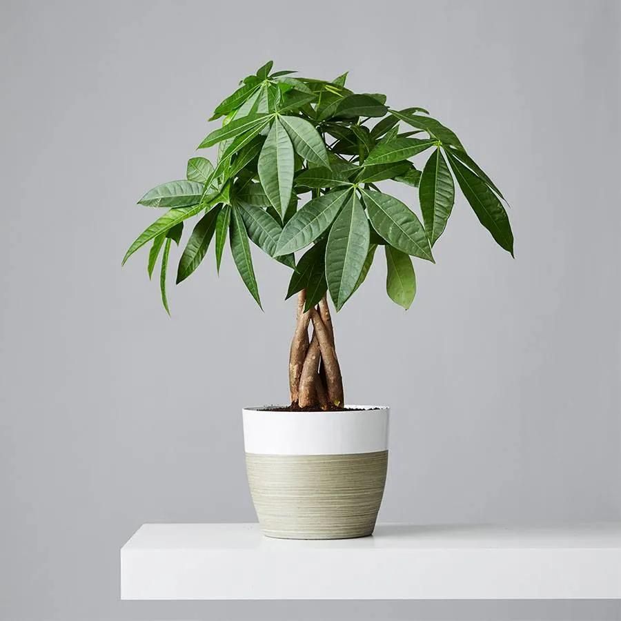 Money Tree Plant With Two-Tone Pot