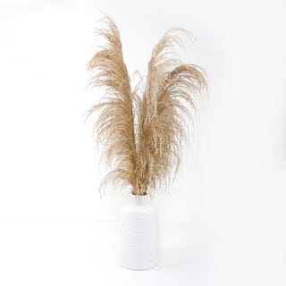 Pampas Grass Flowers