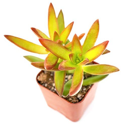 best indoor plants Succulents