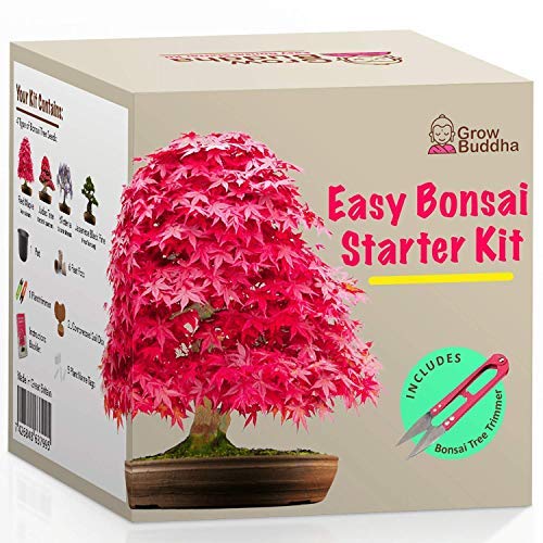 Kit Haga crecer su propio Bonsái