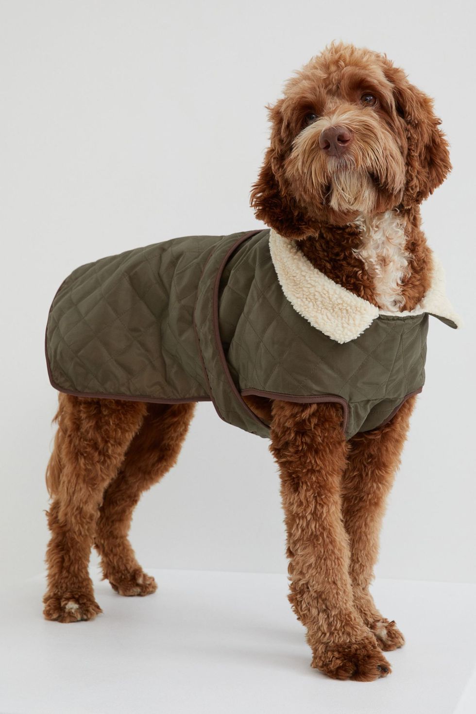 LV dog coat  Cute dog clothes, Puppy coats, Dog clothes