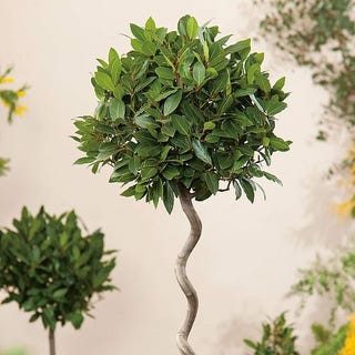 Bay Tree - Twisted Stem Large Standard