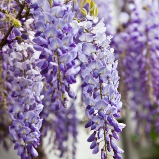 Wisteria sinensis