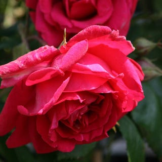 Rosa 'Paul's Scarlet Climber'