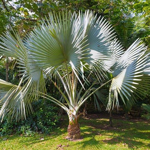 Hardy Fan Palm Trachycarpus fortunei
