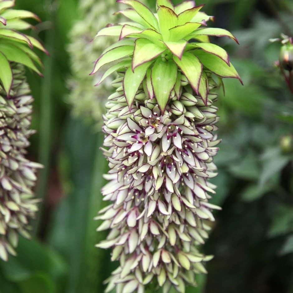 Eucomis bicolor | pineapple lily bulbs