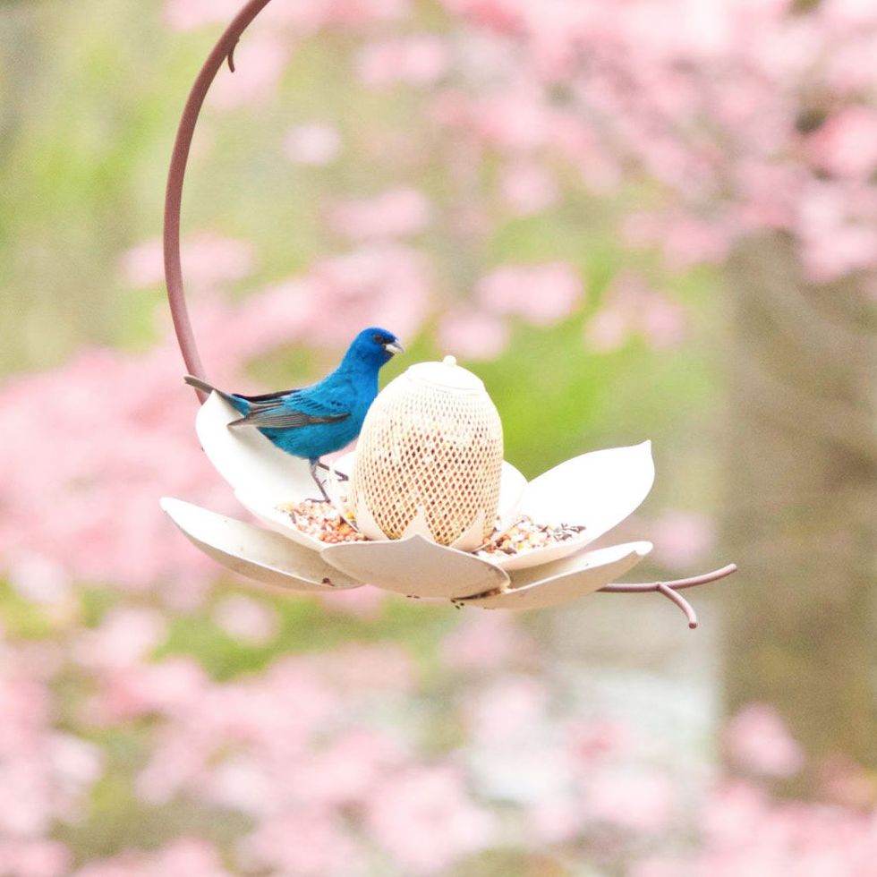Magnolia Bird Feeder