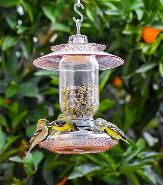 interesting bird feeder