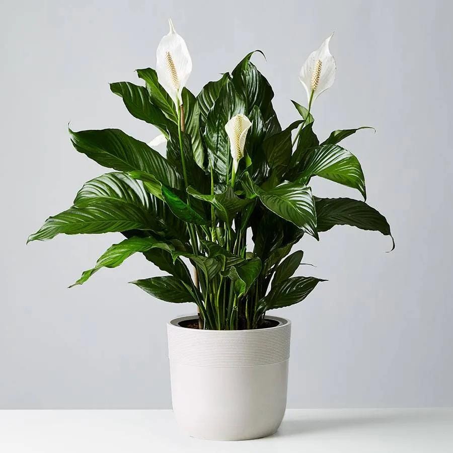 26 Best Low Light Indoor Plants — Best Houseplants for Shade