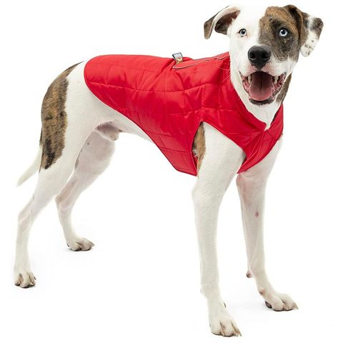 Best Winter Dog Coats of 2022 | Insulated Coats for Dogs