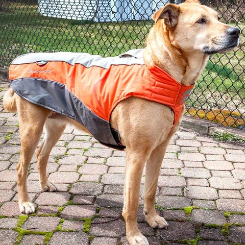 Best Winter Dog Coats of 2022 | Insulated Coats for Dogs