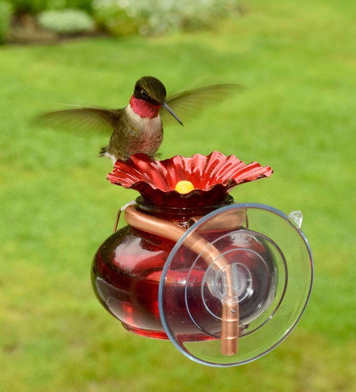 glass window hummingbird feeders