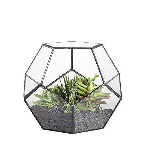 Terrario para suculentas