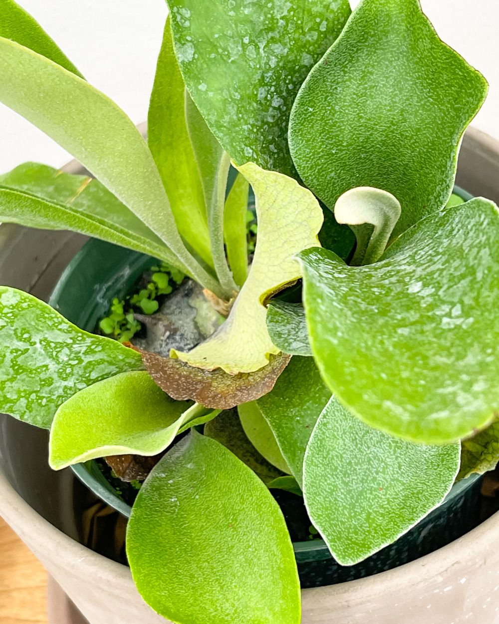 Staghorn Fern Care - How to Grow Staghorn Fern