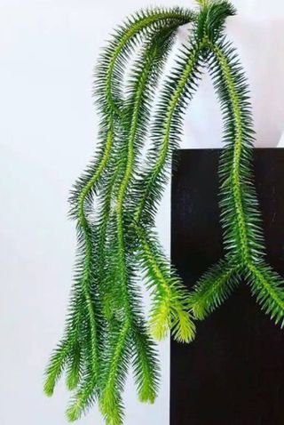 Huperzia Lycopodium Squarrosa Tassle Fern House Plant Aroid Tropical Indoor Outdoor DHL Express Free Phytosanitary Certificate