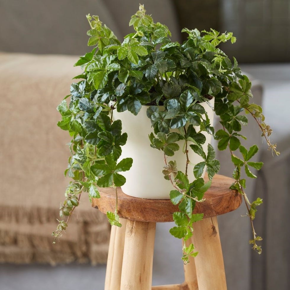 Cissus striata
