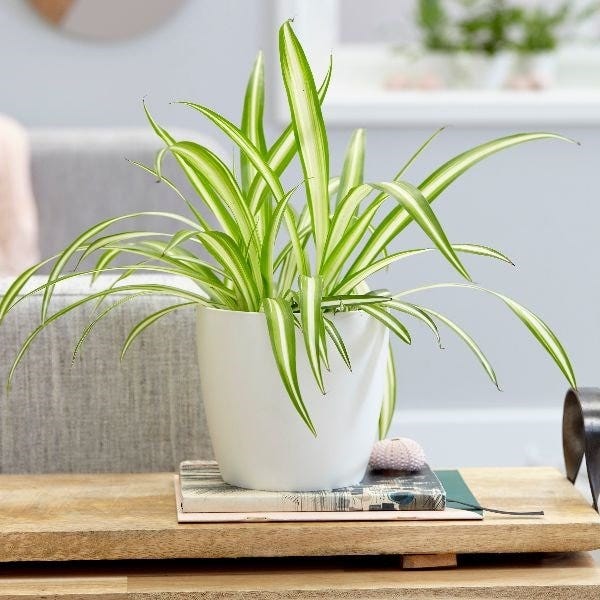 Chlorophytum comosum 'Variegatum'