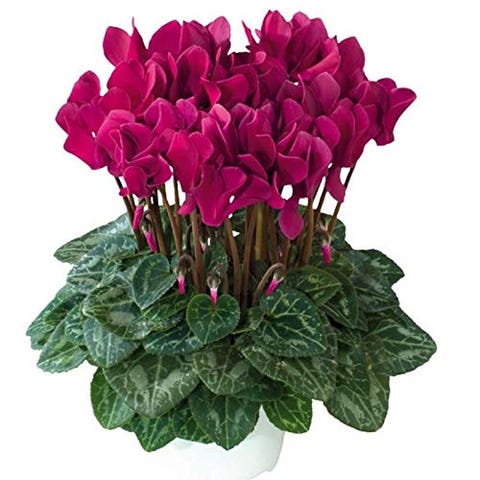 Las 14 mejores plantas de interior con flores para una casa Las 14 mejores plantas de interior con flores para una casa