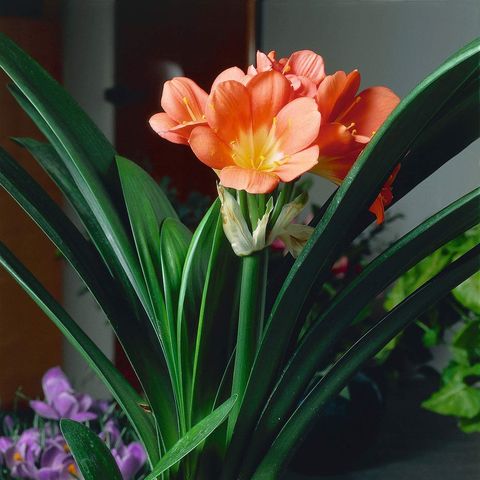 Las 14 mejores plantas de interior con flores para una casa
