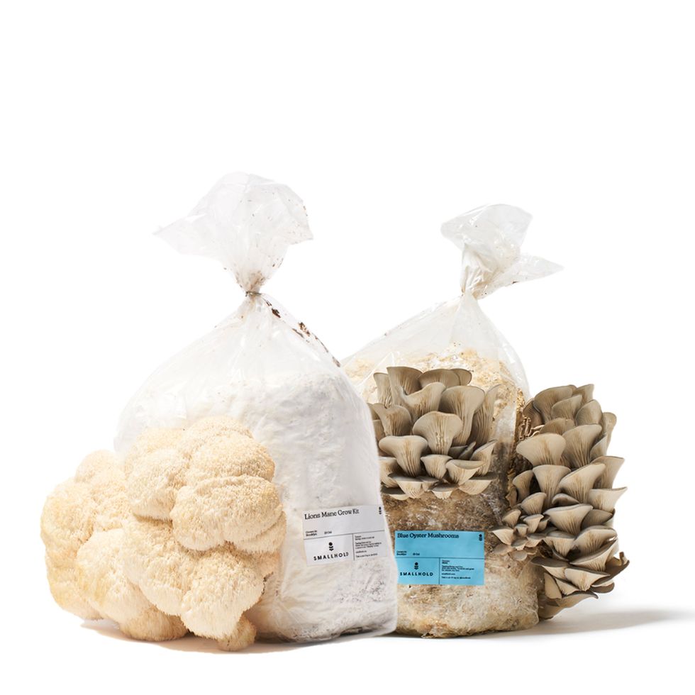 Blue Oyster & Lion's Mane Mushroom Growing Kit Subscription