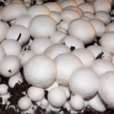 White Button Mushroom Growing Kit 