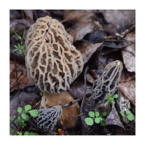 Backyard Morel Mushroom Growing Kit 