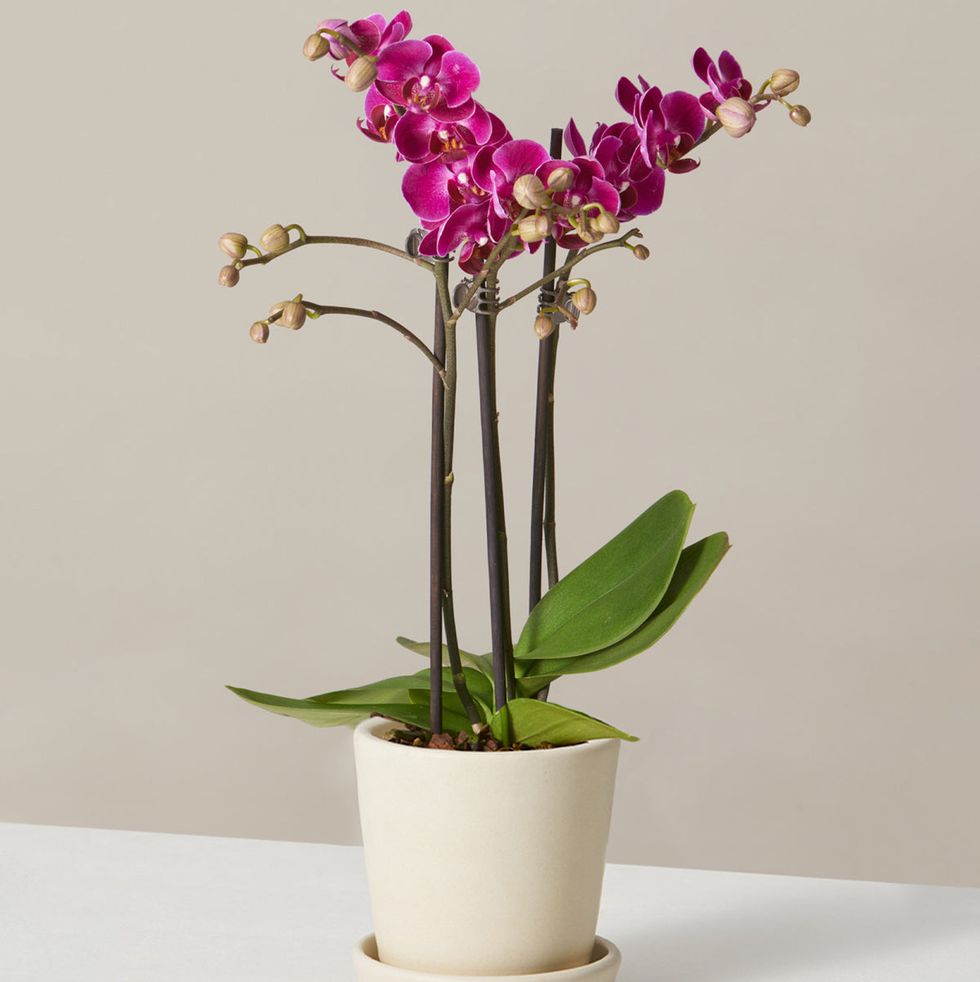Petite Pink Orchid