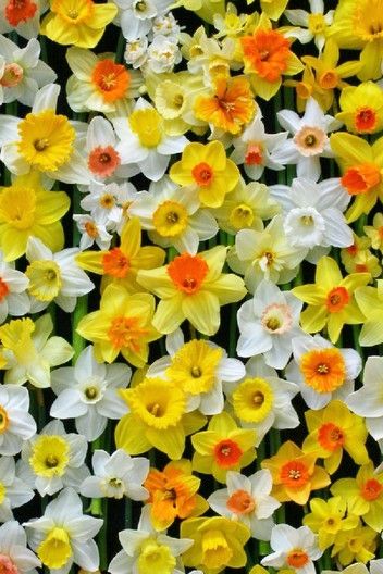 Daffodil Bulbs Mix