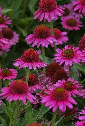 Delicious Candy Coneflower