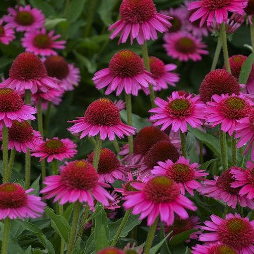 Delicious Candy Coneflower