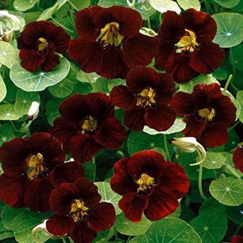 Nasturtium, Black Velvet