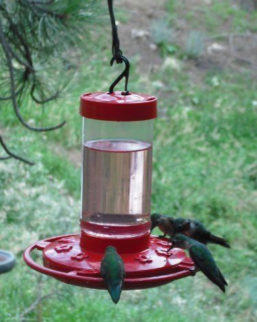 First Nature Hummingbird Feeder