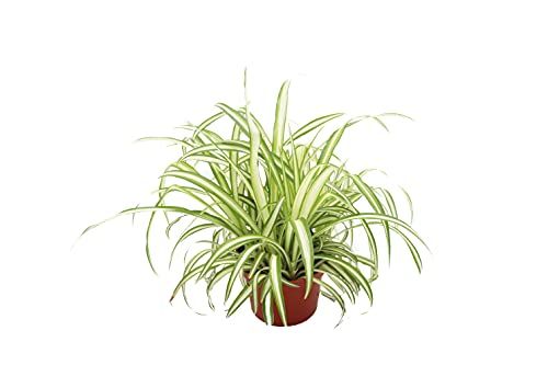 Ocean Spider Plant Variegated - 6'' from California Tropicals