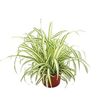 Ocean Spider Plant Variegated - 6'' from California Tropicals