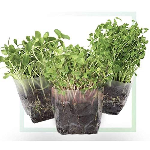 Window Garden Microgreens Grow Kit