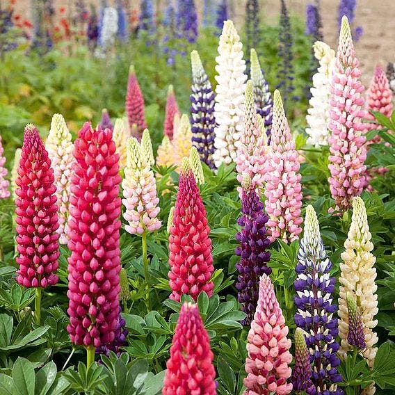 What To Plant In March - March Gardening Jobs