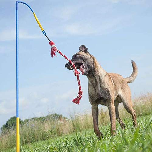 Outdoor toys 2025 for large dogs