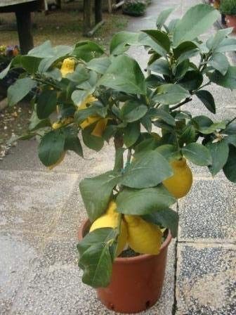 Los mejores árboles frutales en macetas para tu balcón o terraza