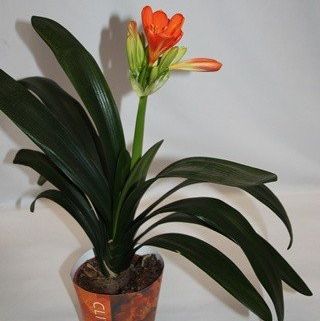 Clivia (maceta 13 cm Ø) - Planta viva de interior