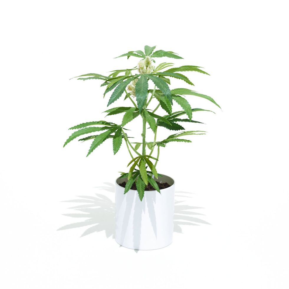 16" Teen Pot Plant