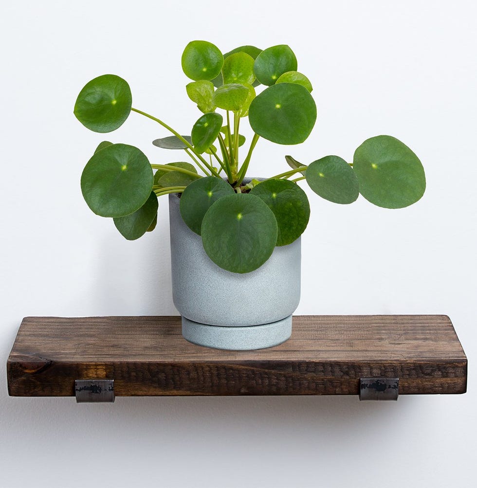 6 Houseplants To Gift For Mother's Day 2021 — Expert