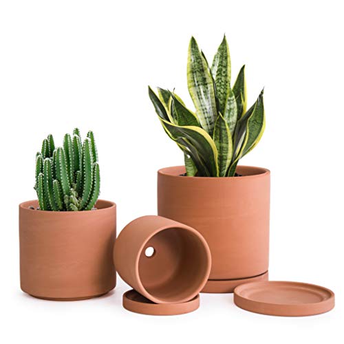 D'vine Dev Terracotta Pots for Plants D'vine Dev Terracotta Pots for Plants