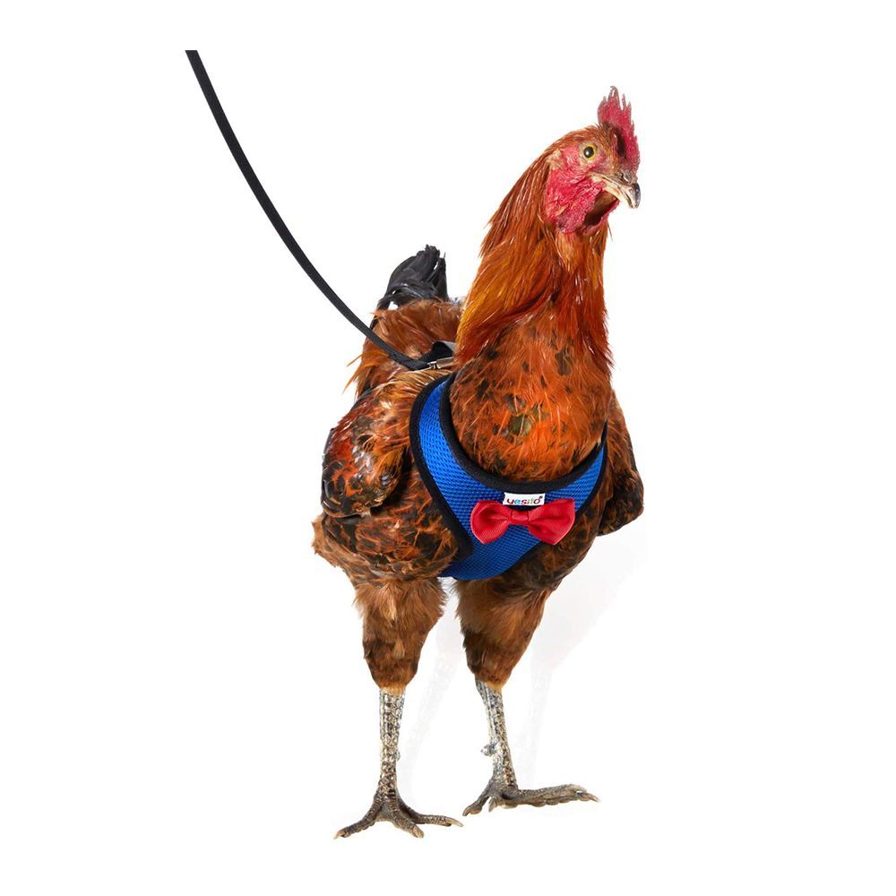 Chicken harness and lead best sale