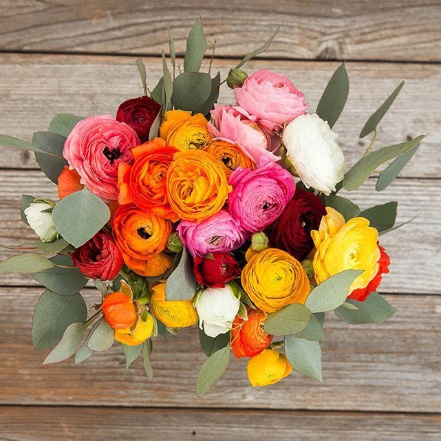 rainbow ranunculus rainbow ranunculus
