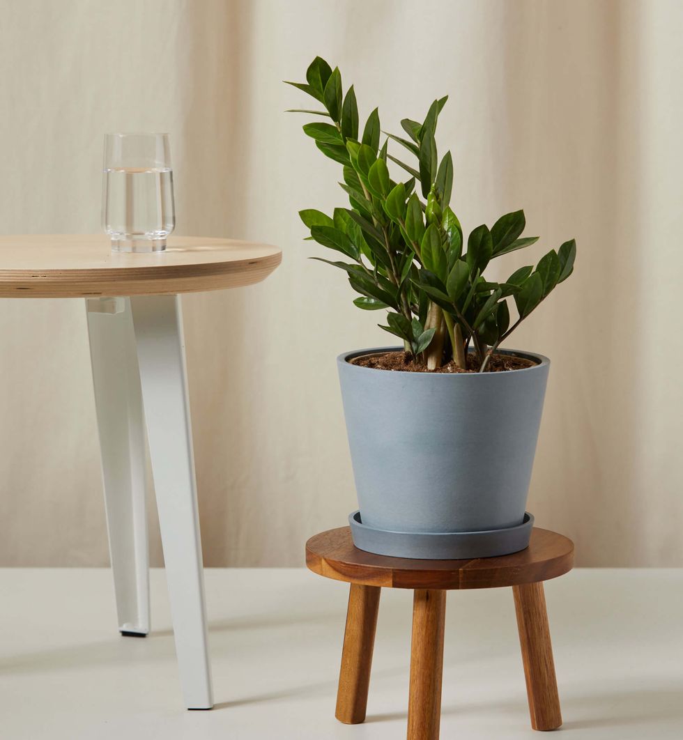 25 Best Plant Stands For Displaying Your Houseplants - Shop Every